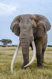 Powerful Elephant We Are Want To Say Thanks If You Like To Share This Post To Another People Via Your Facebook Elephants Photos Bull Elephant Majestic Animals