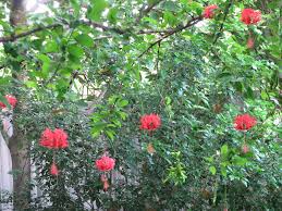 Image result for Hibiscus schizopetalus