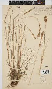 Image result for Eragrostis chapelieri