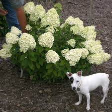 Little Lime Hydrangea Flower Cluster Size Comparison Little Lime Hydrangea Hydrangea Not Blooming Flower Hedge