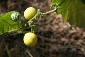 Image result for Solanum viarum