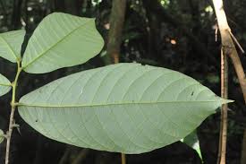 Image result for Antidesma vogelianum