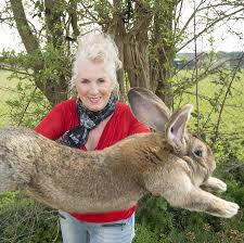 Rspca pet insurance is offered by rspca australia incorporated, and distributed and promoted by hollard financial services pty ltd (hfs). Darius World S Longest Rabbit Is Missing The New York Times
