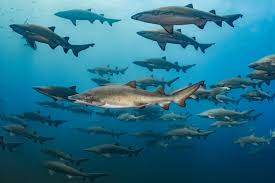They offer naui classroom and sdi online courses. The Marine Life Of North Carolina Sharks