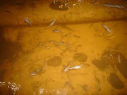 Anak ikan keli pets mudah my my inkuiri com. Keli Sabah Blog Tutorial Ternakan Ikan Keli Pembekal Bibit Atau Benih Ikan Keli Di Sabah