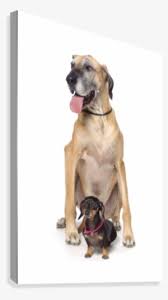 You may find merles for sale or in classified ads although merle colored great danes are not accepted for showing, you can still fully register see our great dane colors main page for a link to our blue merle great dane page. Great Dane Png Download Transparent Great Dane Png Images For Free Nicepng