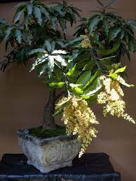 Are there forums for discussing fruits and nuts? Mango Bonsai For Space Conscious Folks Tropical Fruits Forum Gardenweb Bonsai Tree Bonsai Bonsai Art