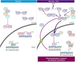 I'm posting this just in case anyone else experiences a similar issue. Frontiers Beyond Arabidopsis Differential Uv B Response Mediated By Uvr8 In Diverse Species Plant Science