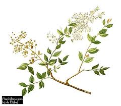 Lawsonia Inermis Henna Henna Plant Bronzing Oil Plant Illustration