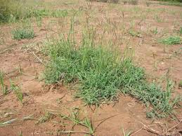 Image result for Bothriochloa
