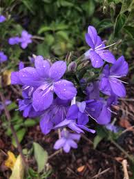 Image result for Barleria obtusa