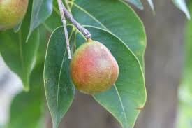 Image result for Copaifera