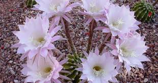 The stored moisture helps them. Pin On Blooming Cactus