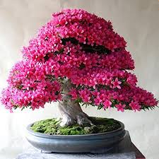 Vendita di piante da interno. Bonsai I Piu Belli Per La Tua Casa Guida Allo Shopping