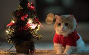 Only the best hd background pictures. Christmas Cat Desktop Wallpaper