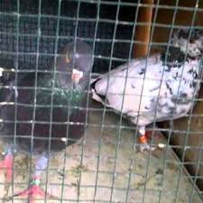 Burung dara dan burung merpati termasuk dalam anggota columbidae dari ordo columbiformes, dimana jenis ordo ini mencakup hampir sekitar 300 spesies kerabat burung kicau. Ada Yg Mau Jual Beli Burung Dara Tinggi Balap Home Facebook