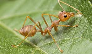 Apakah cara ini ampuh untuk mengusir semut? Kerengga Musuh Kawan Myagri Com Mymyagri Com My