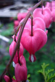 Bleeding Hearts Pretty Flowers Flower Garden Flower Beauty