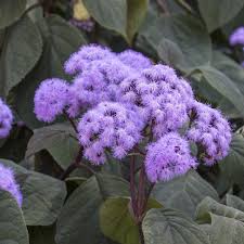 Image result for Bartlettina