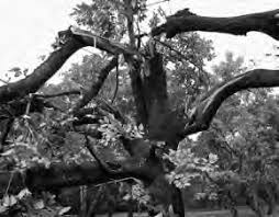 Image result for Cyperus breviradius