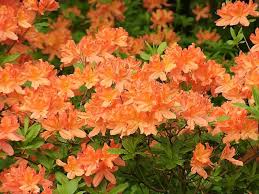 Exbury Azalea Google Search Flowers Perennials Azaleas Evergreen Plants