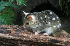 10 Animals That Were Rediscovered After They Were Believed To Be Extinct Worldatlas