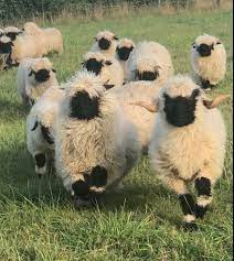 The valais blacknose society was founded in january 2021 following the merger of valais blacknose sheep society uk and valais blacknose breed society, both of which were established in 2015 soon after the first imported sheep arrived in the uk. Valais At Gratitude Acres Living Outside The Box With Valais Blacknose Sheep