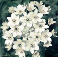 Image result for Ornithogalum seineri