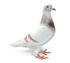 White Pigeon Grit Google Search Pigeon Pictures Pigeon Racing Pigeons