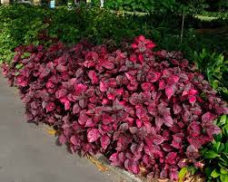 Image result for Iresine herbstii