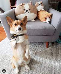 Groom To Bride Wedding Gift Corgi Dog Cute Baby Animals Cute Animals