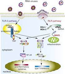 However, intrinsic mavs signaling was dispensable for treg proliferation and suppressive capacity. Mitochondrial Mediated Antiviral Immunity Sciencedirect