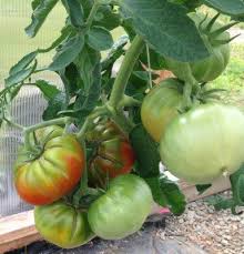 They lay their eggs on plants like tomatoes, and the larvae munch their way through the leaves, creating the distinctive this is just a brief overview of the common pests and diseases of tomatoes. Tomato Pests Diseases Organic Solutions Johnny S Selected Seeds
