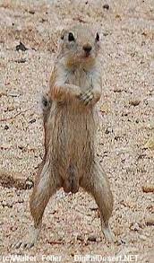 Animals Of The Desert Desert Animal Pictures Deserts Animals Desert Animal Facts Animal Facts Desert Animals Animal Pictures