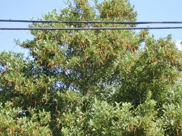 Image result for Citharexylum