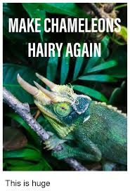 I wanted to know if there easy to handle. Make Chameleon Hairy Again Reddit Meme On Me Me