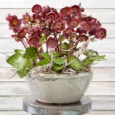 Image result for Schlechterina