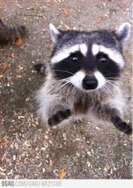 Can You Give Me A Hug Raccoon Funny Cute Animals Animals Beautiful
