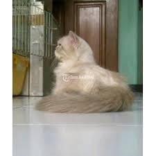 Dan kucing ini berhasil membuat beberapa orang salah. Kucing Himalaya Betina Flatnose Harga Masih Bisa Nego Di Jakarta Timur Tribunjualbeli Com