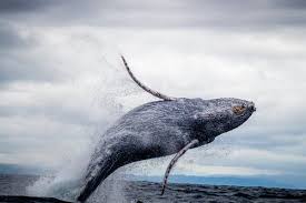 640×480, 800×600 (4 outer space wallpaper (70 wallpapers). 200 Best Humpback Whale Photos 100 Free Download Pexels Stock Photos