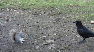 Check spelling or type a new query. Newsflare Squirrel And Crow Together