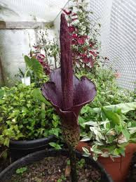 Image result for Amorphophallus goetzei