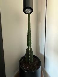 Image result for Cereus jamacaru