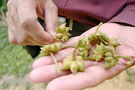 The flowers are sweet and taste like licorice. Star Anise A Tasty And Versatile Spice With A Licorice Flavor Delishably
