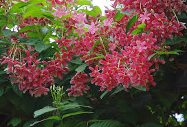 Image result for Telosma