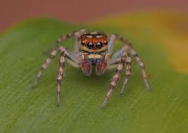 Image result for Cydia microgrammana