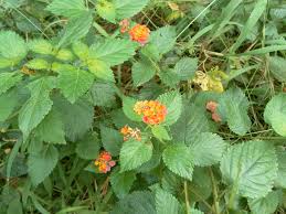 Image result for Lantana camara