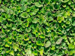 Image result for Merremia emarginata