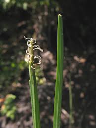 Image result for Eleocharis brainii