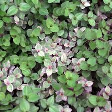 Image result for Tricalysia pallens